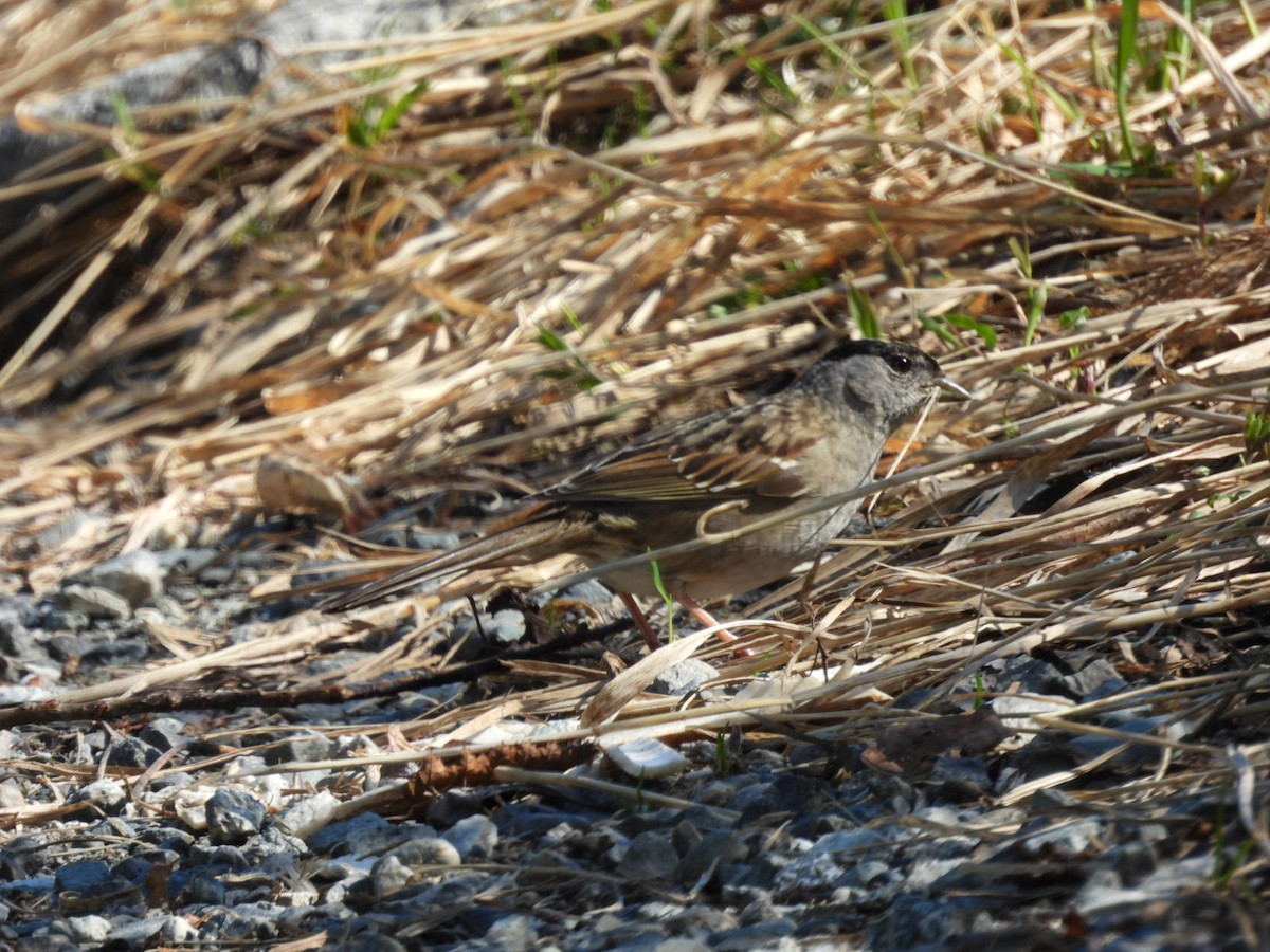 Golden-crowned Sparrow - ML620628194