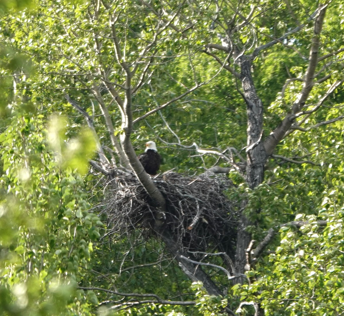 Weißkopf-Seeadler - ML620628195