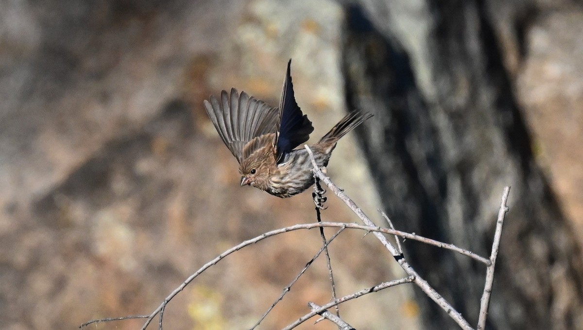 House Finch - ML620628196