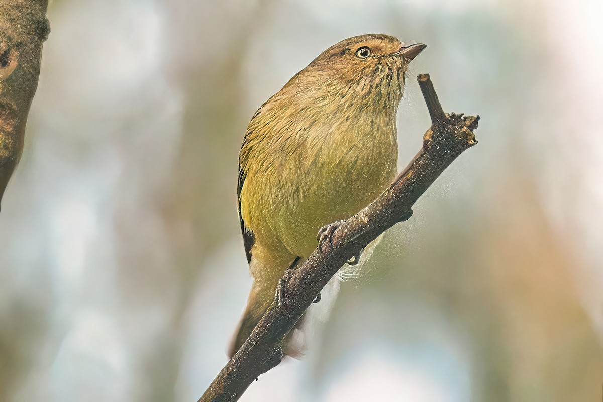 Weebill - ML620628197