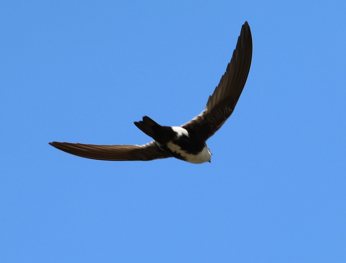 White-throated Swift - ML620628198