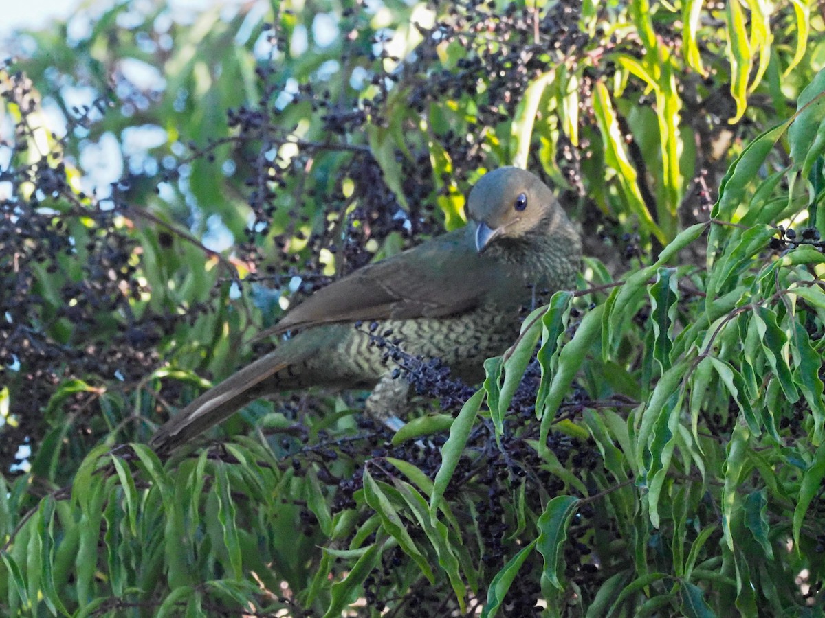 Satin Bowerbird - ML620628199