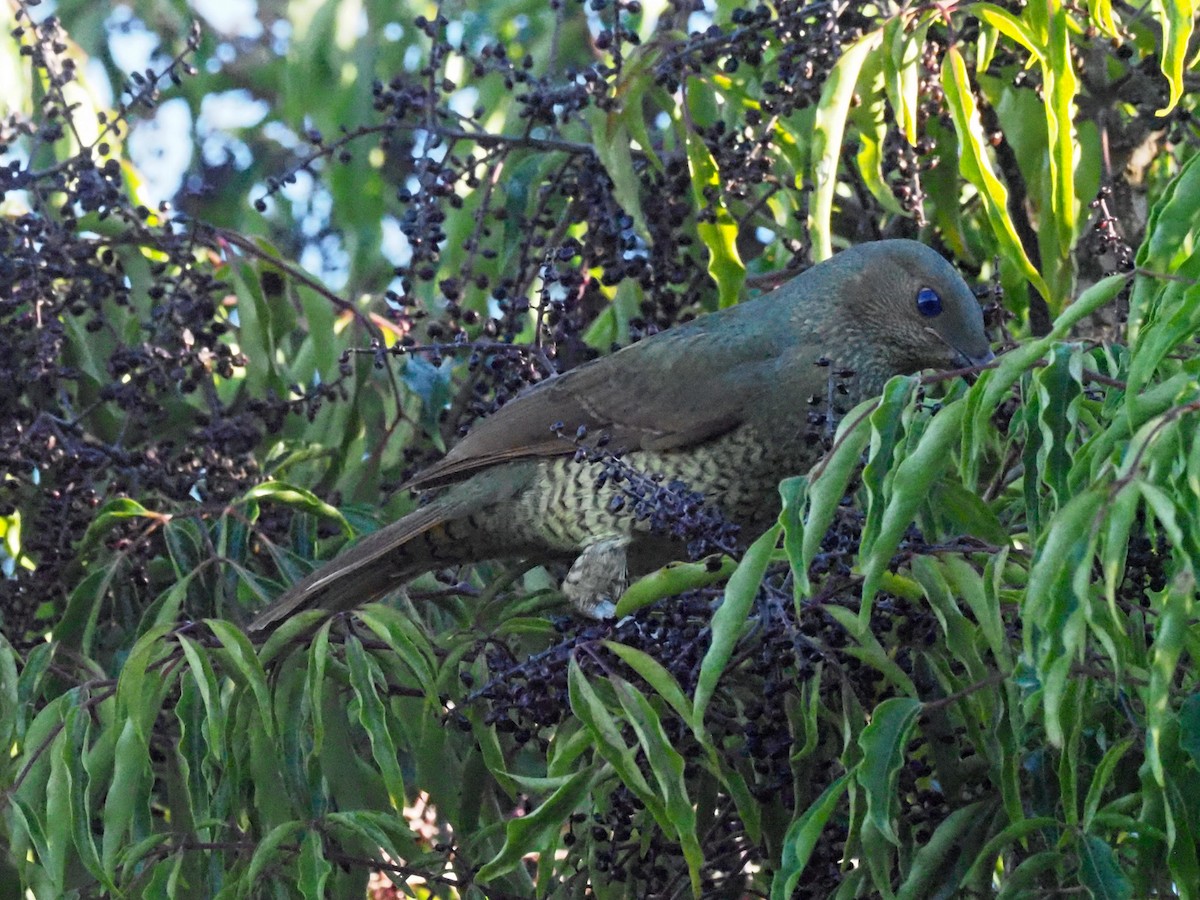 Satin Bowerbird - ML620628201