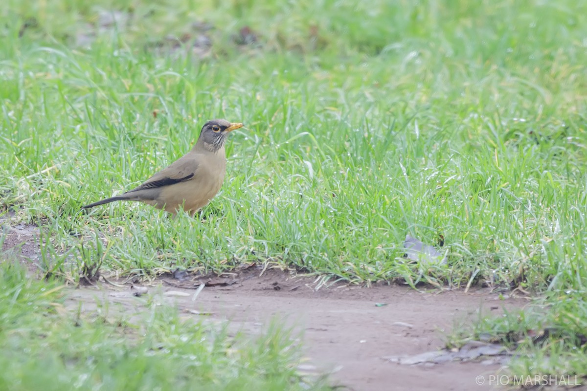 Austral Thrush - ML620628203