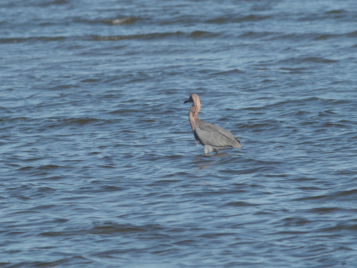 Reddish Egret - ML620628204