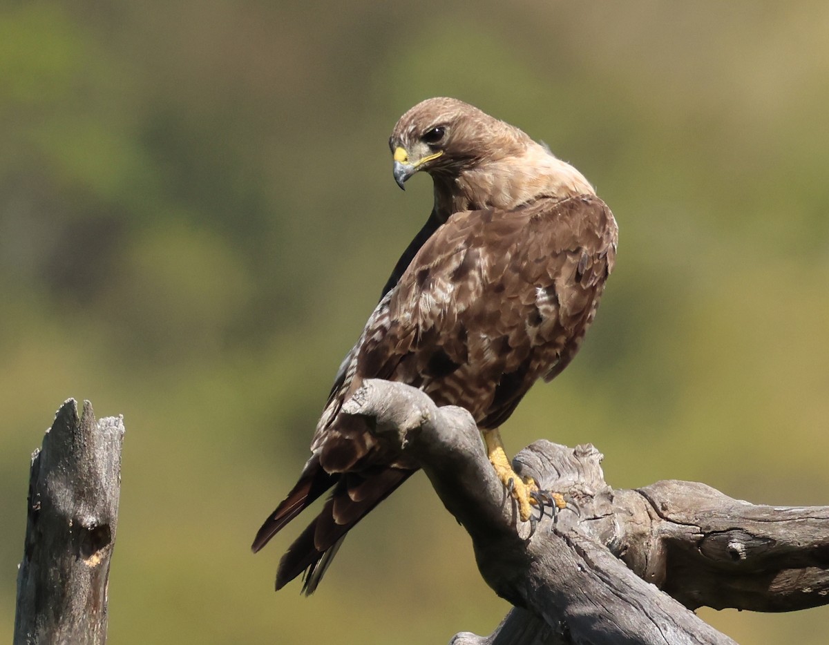 Red-tailed Hawk - Sally Veach