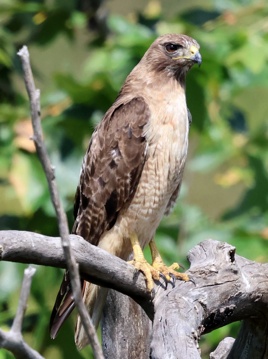 Red-tailed Hawk - ML620628208