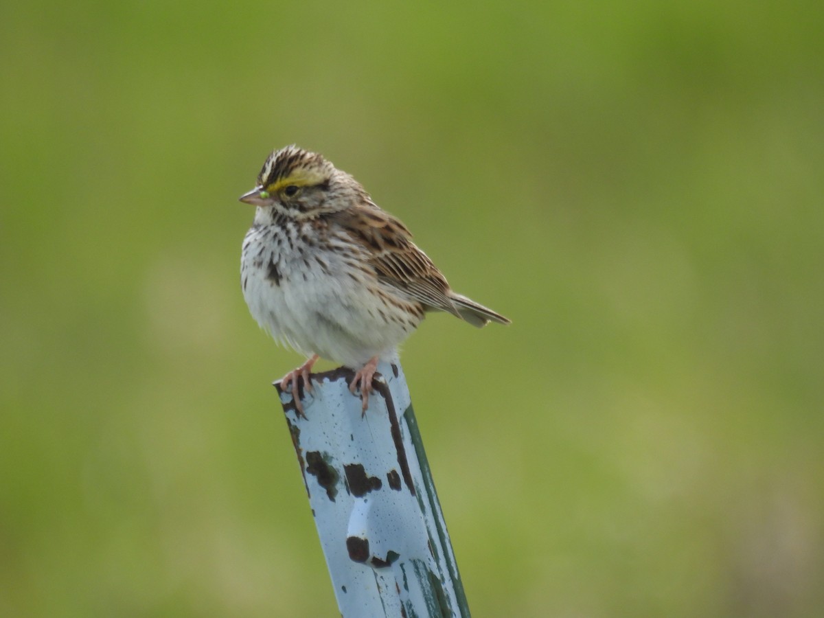 Savannah Sparrow - ML620628209