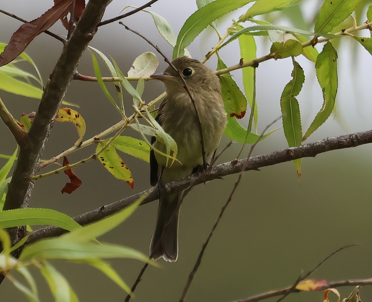 Western Flycatcher - ML620628211