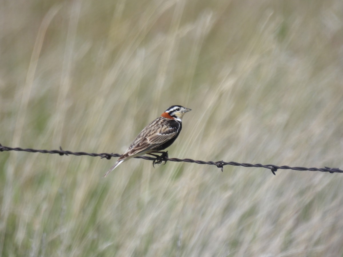 Chestnut-collared Longspur - ML620628214