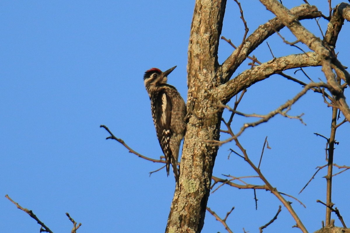 Yellow-bellied Sapsucker - ML620628216