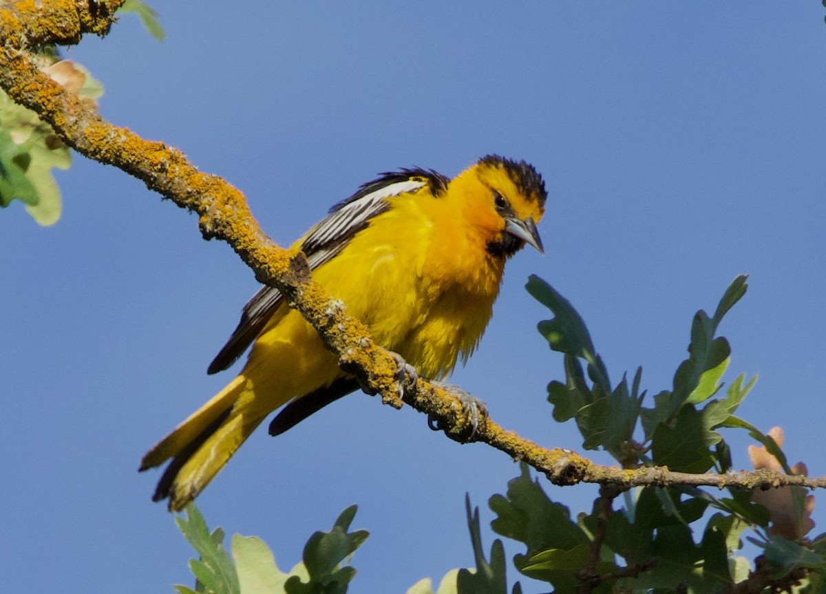 Bullock's Oriole - Pair of Wing-Nuts