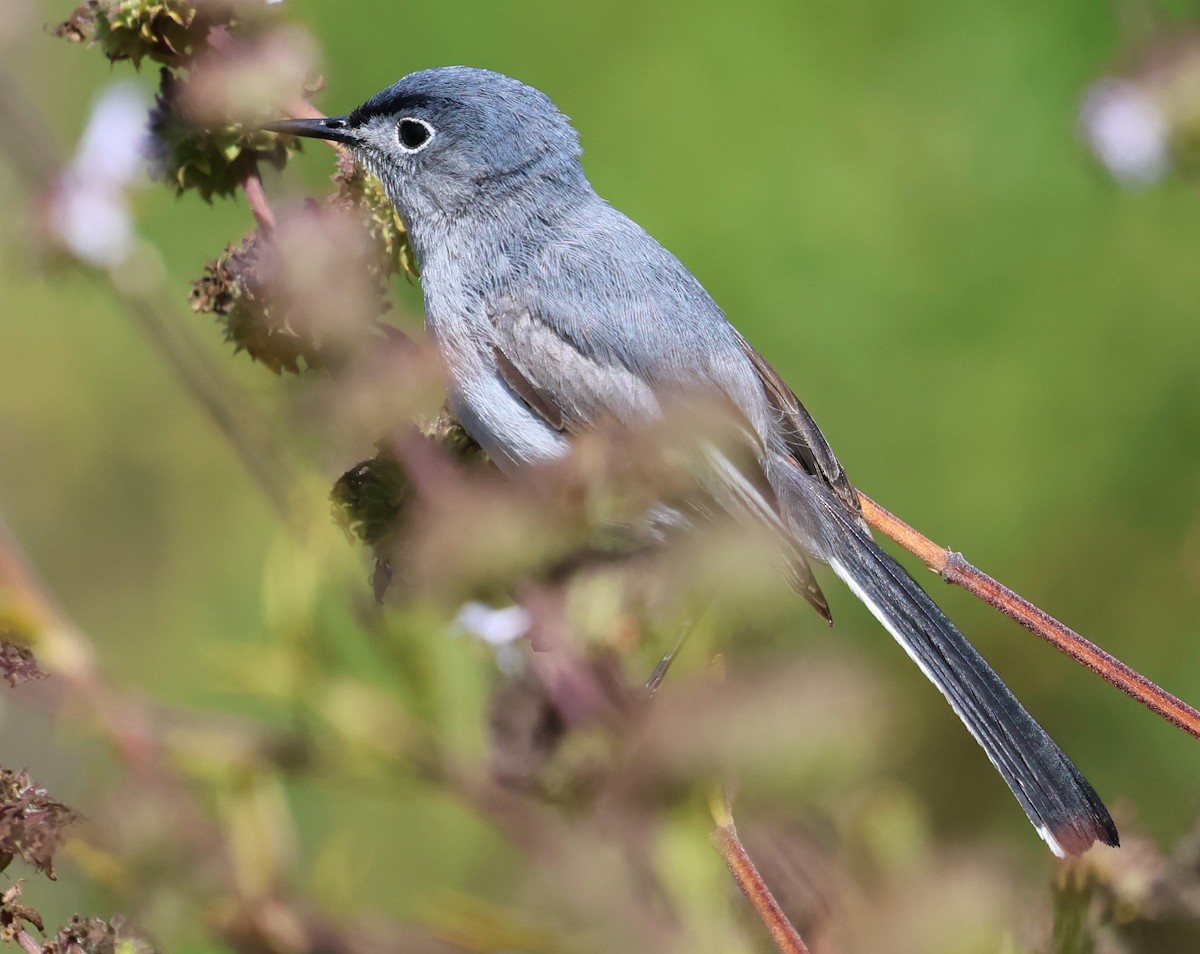 Perlita Californiana - ML620628222