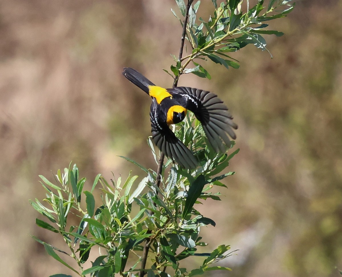 Oriole masqué - ML620628224