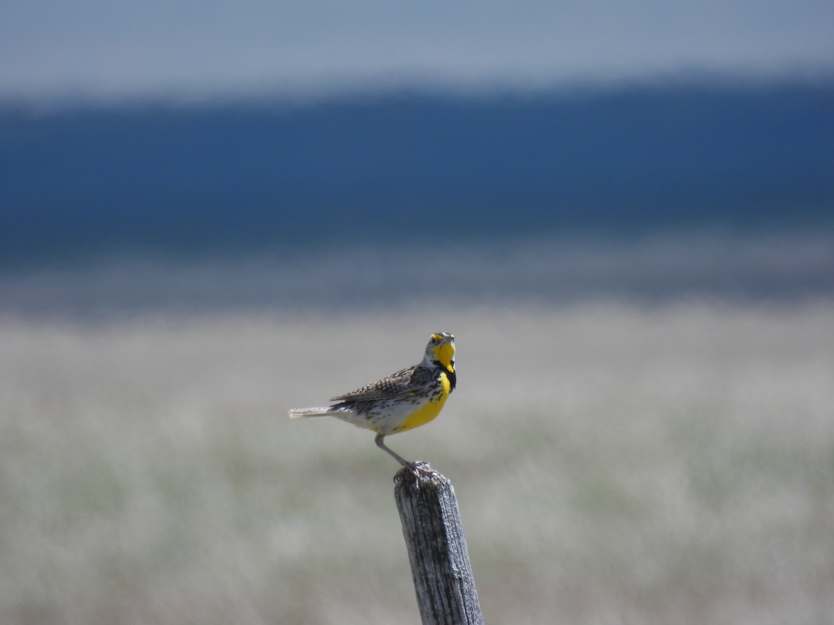 Western Meadowlark - ML620628226