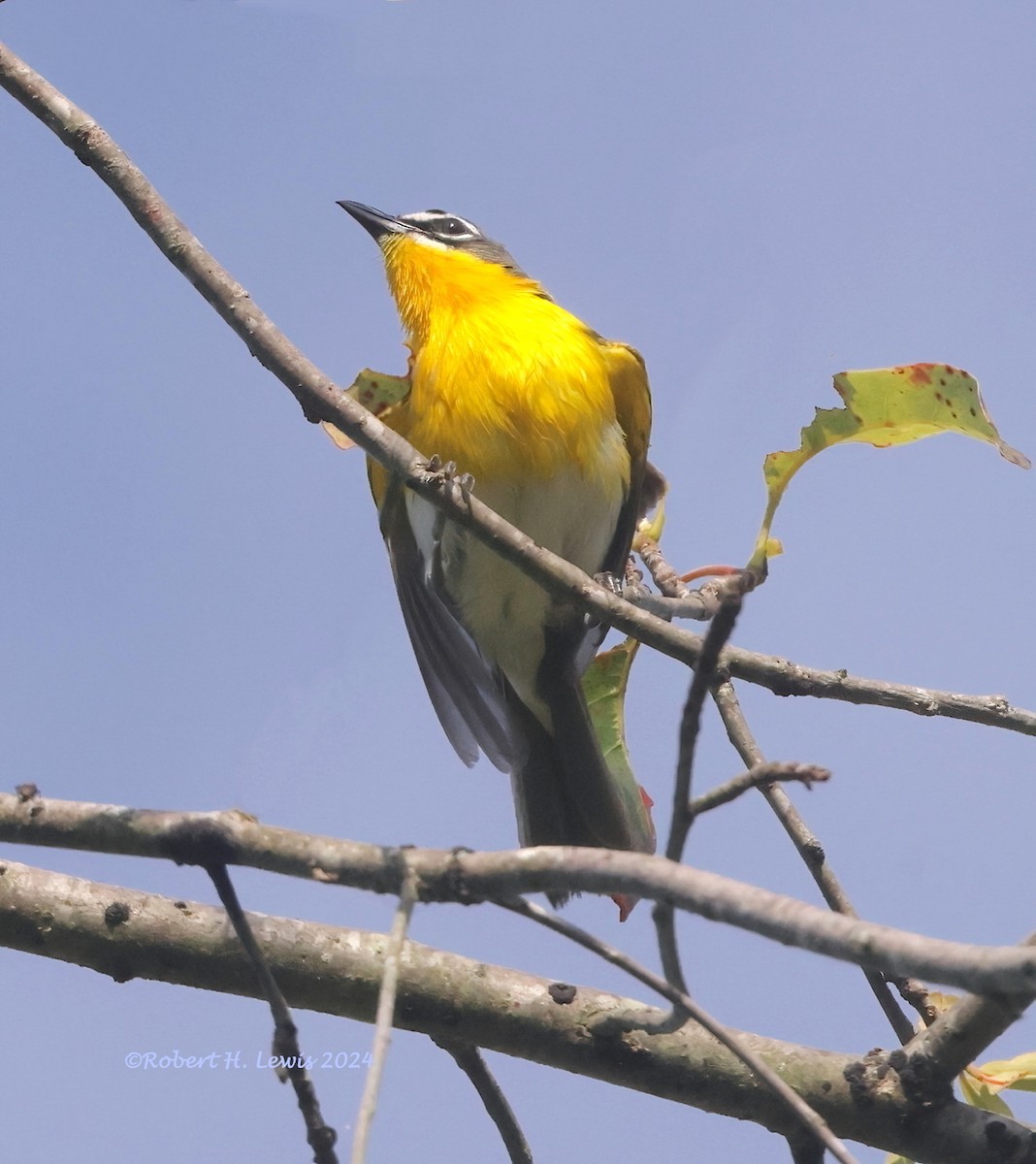 Yellow-breasted Chat - ML620628228