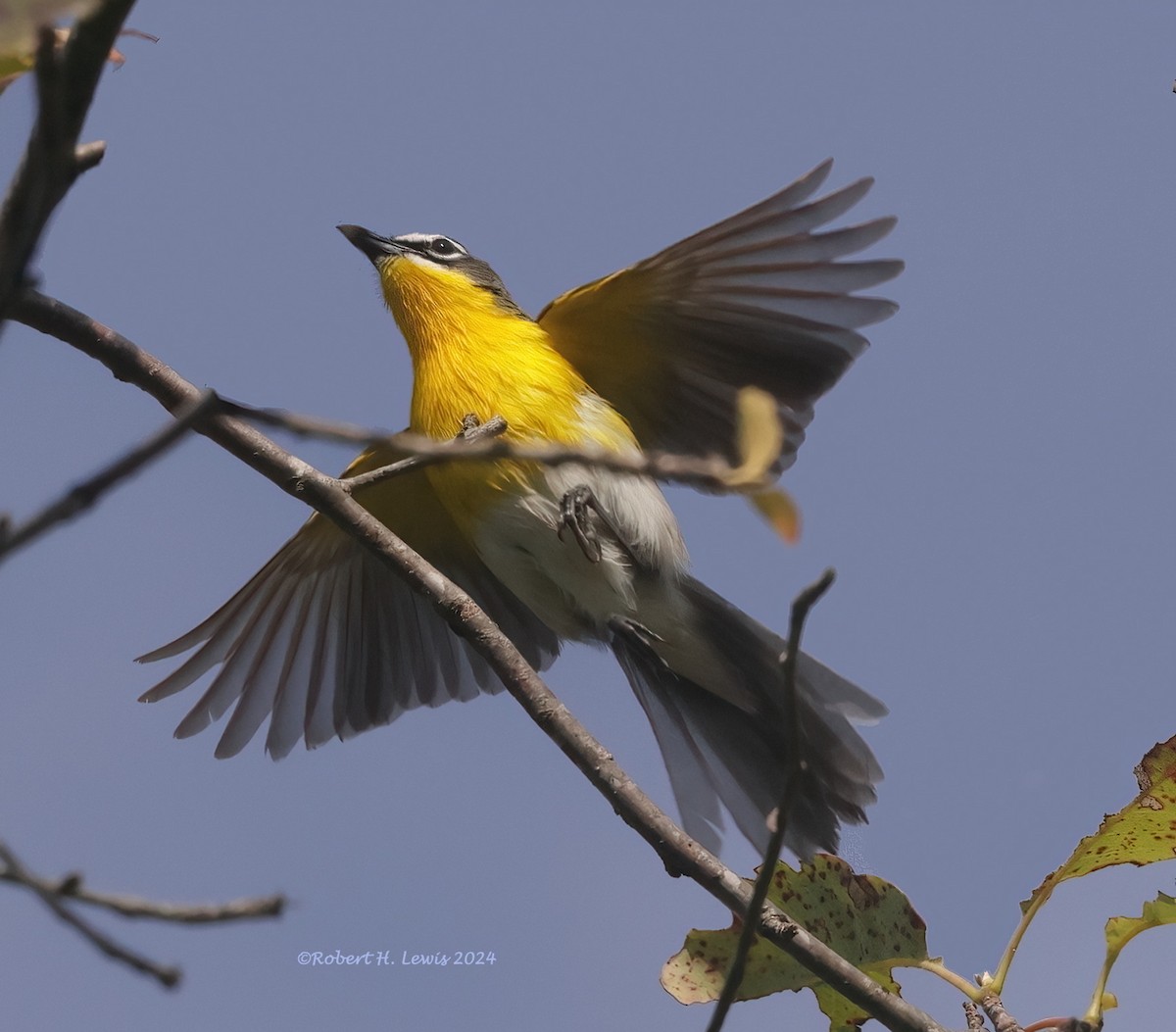 Yellow-breasted Chat - ML620628229