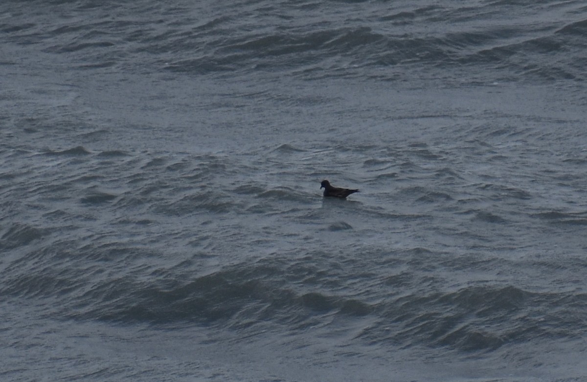 Leach's Storm-Petrel - ML620628232