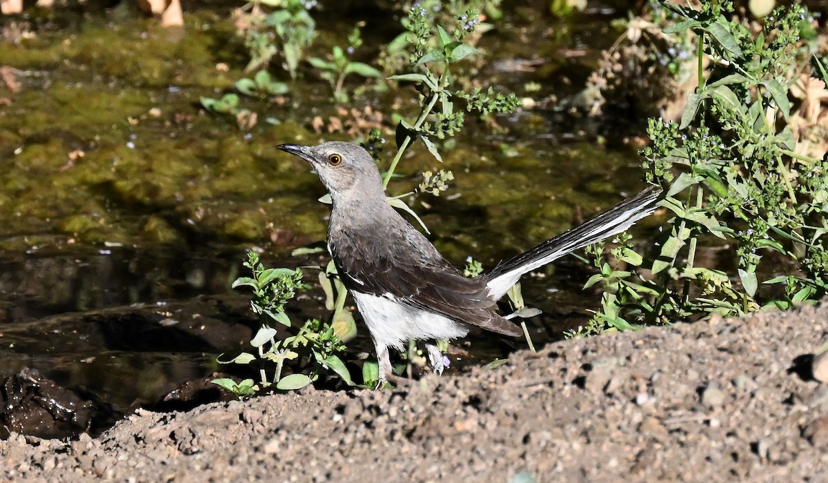 Northern Mockingbird - ML620628234