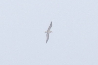 Cory's Shearwater - ML620628239