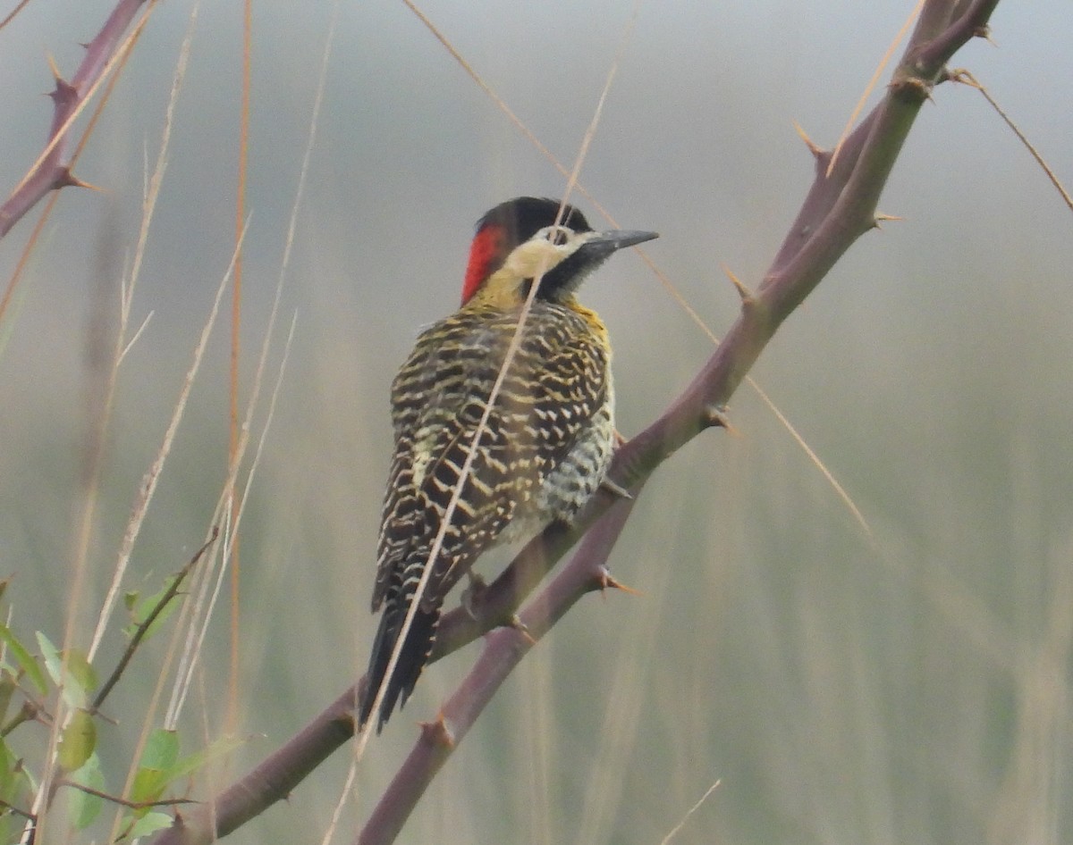 Green-barred Woodpecker - ML620628242