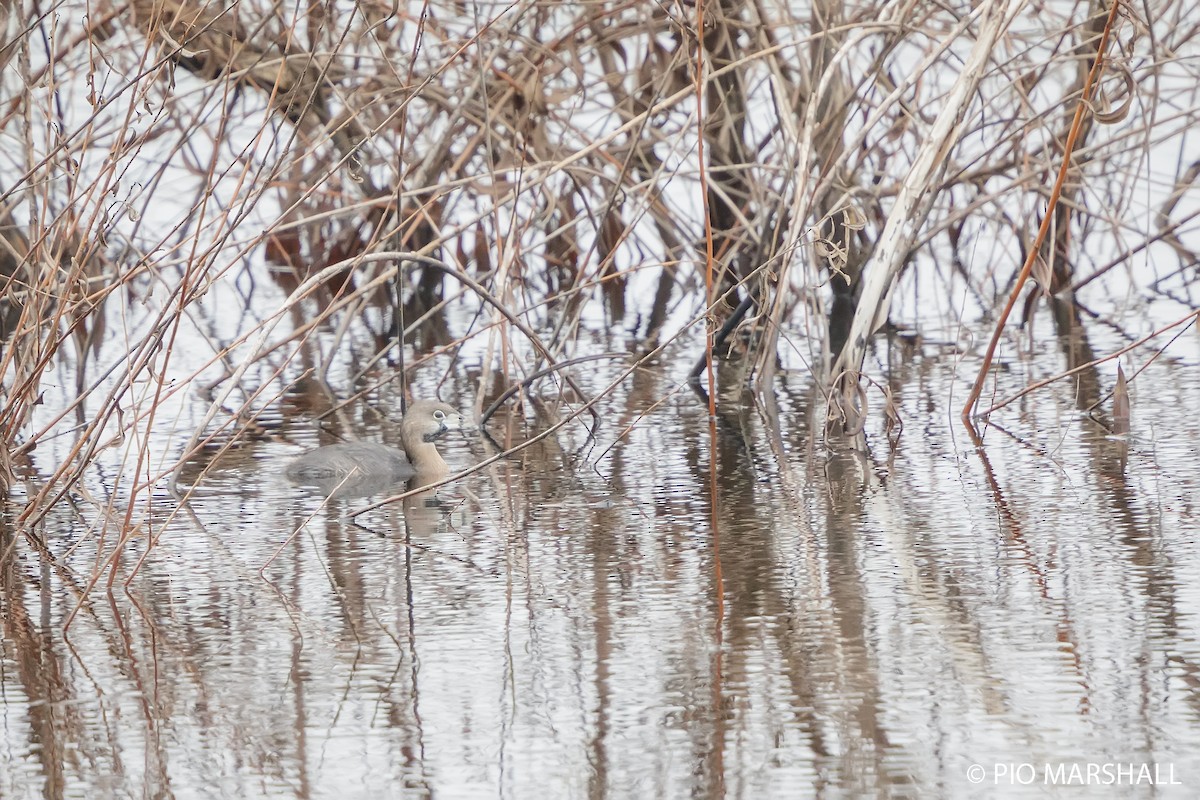 Pied-billed Grebe - ML620628243