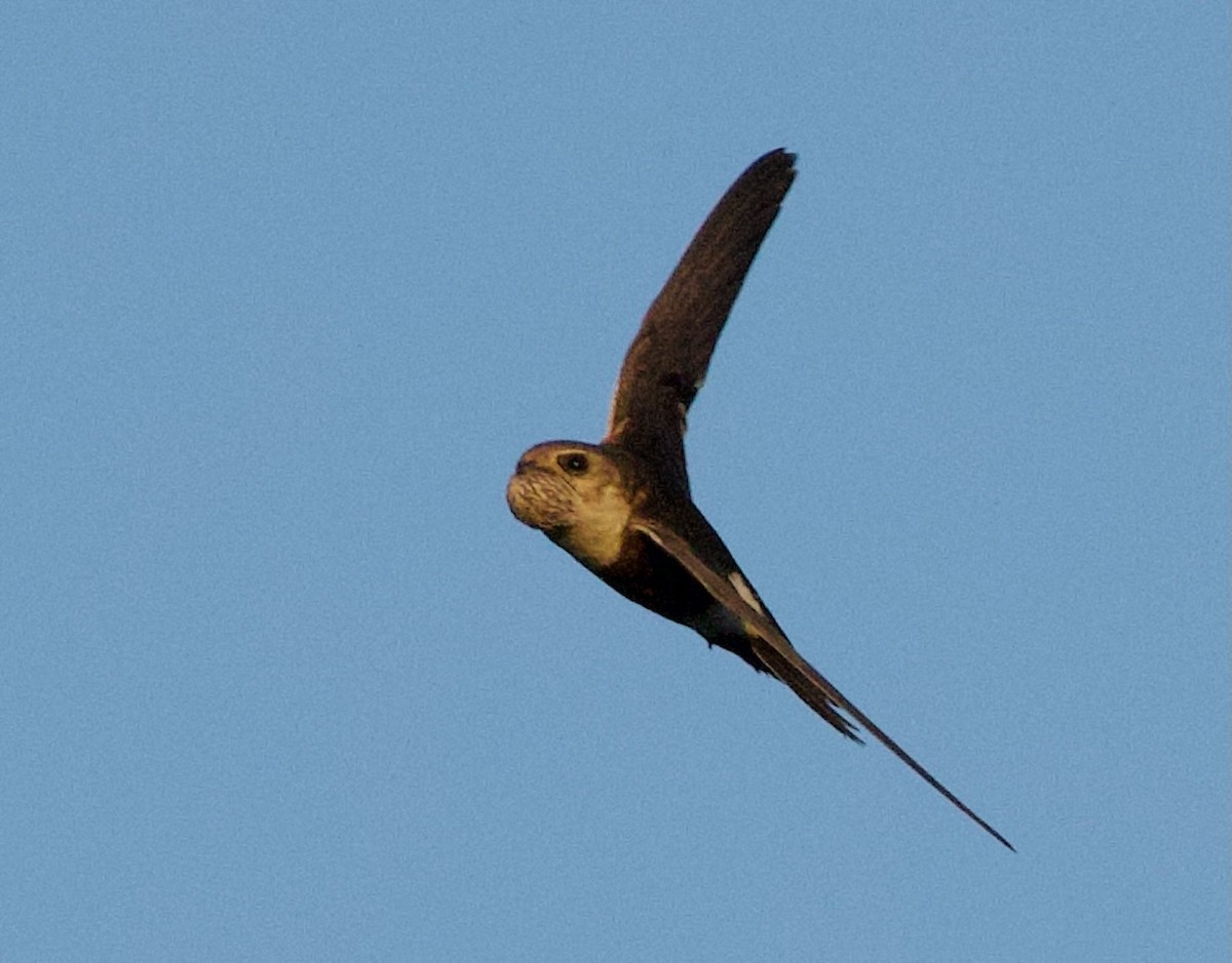 White-throated Swift - ML620628251