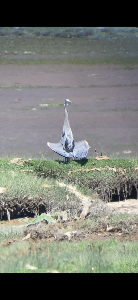 Great Blue Heron - Shep Thorp