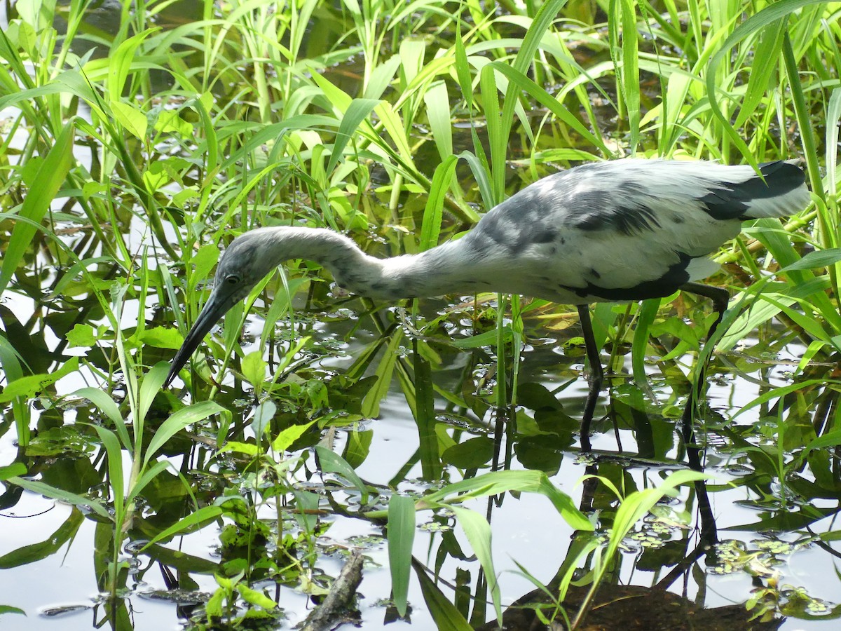 Little Blue Heron - ML620628254