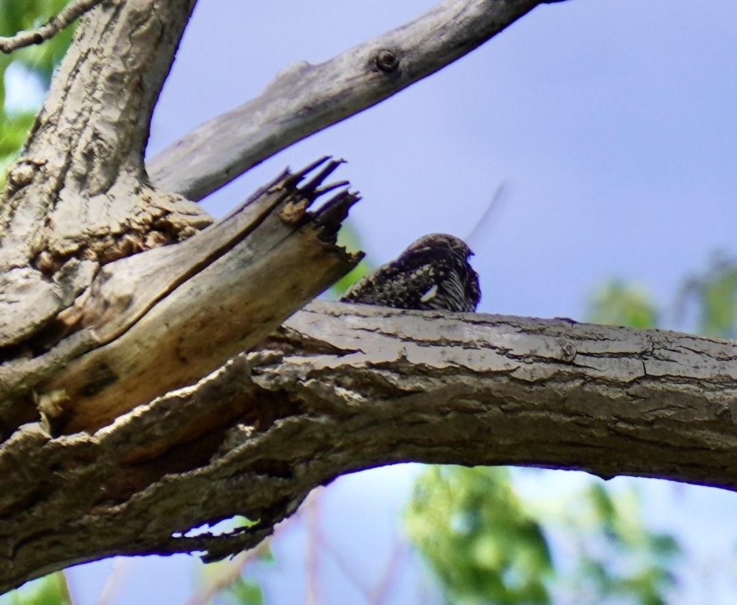 Common Nighthawk - ML620628259