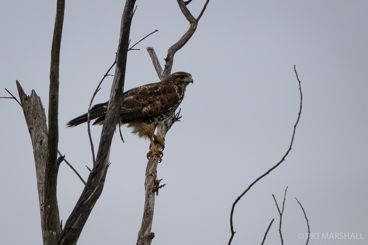 Harris's Hawk - ML620628261