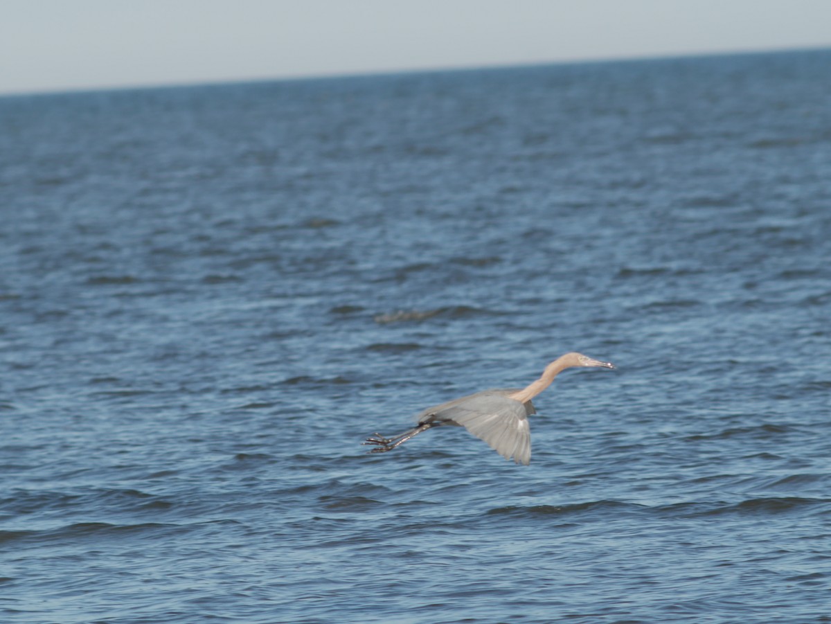 Reddish Egret - ML620628262