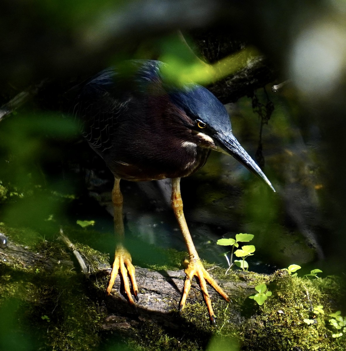 Green Heron - Margaret Merar