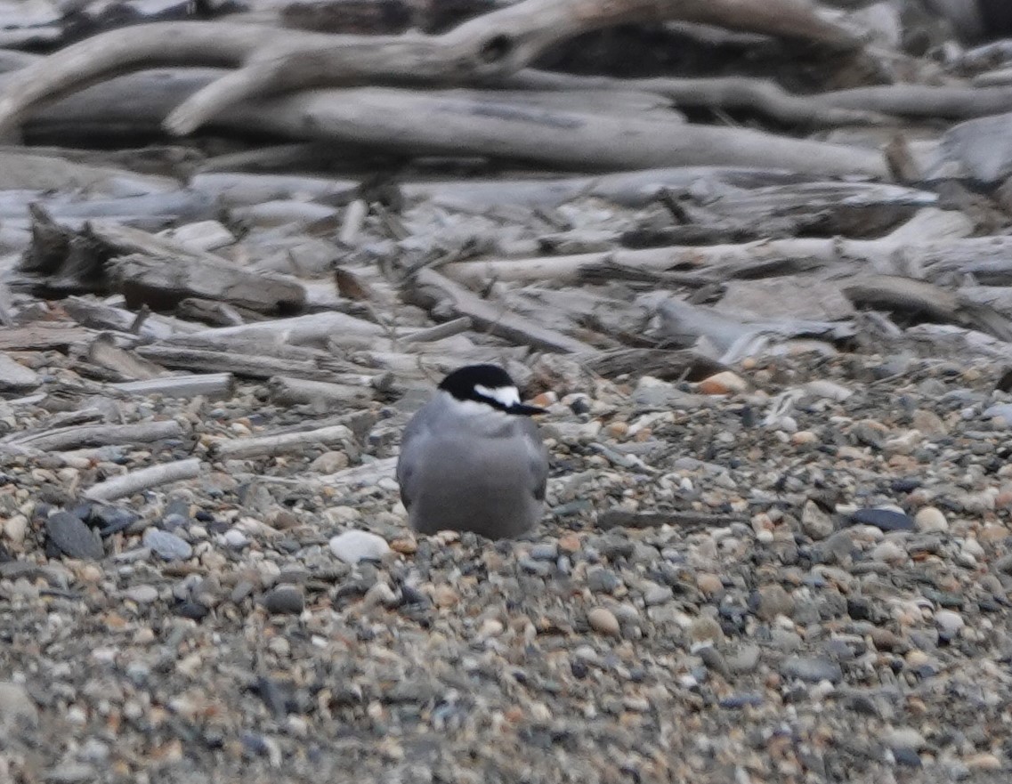 Aleutian Tern - ML620628271