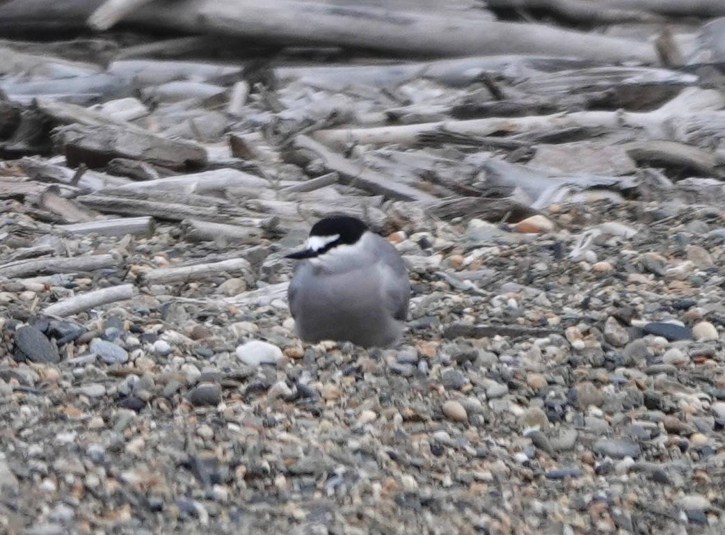 Aleutian Tern - ML620628272