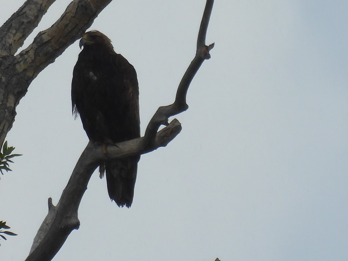 Golden Eagle - ML620628274