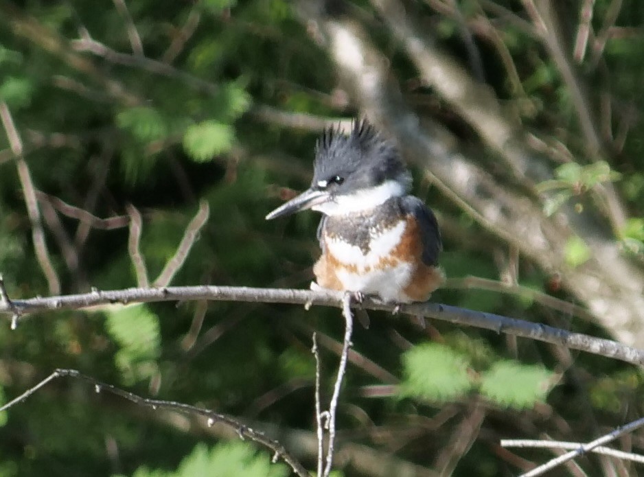 Belted Kingfisher - ML620628278