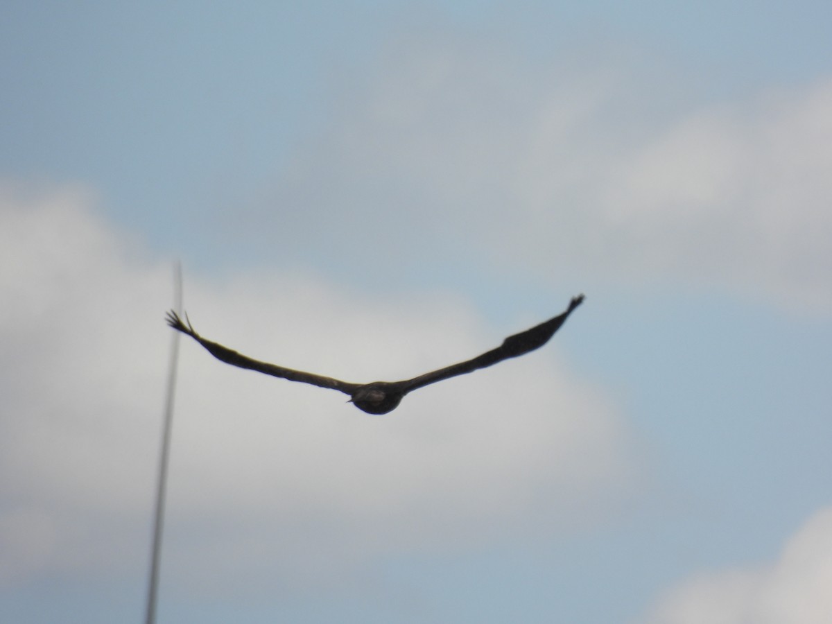 Águila Real - ML620628279