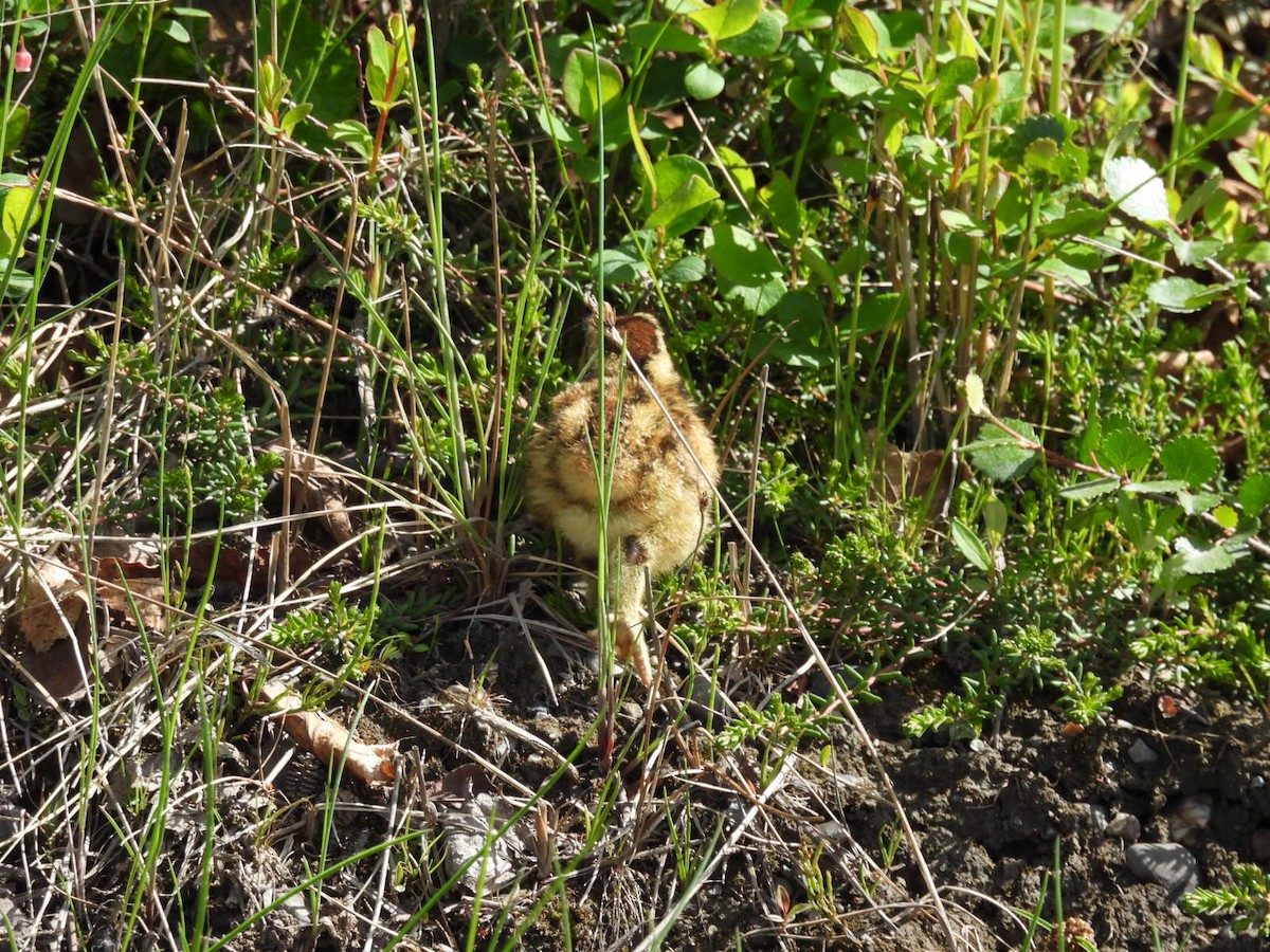 Willow Ptarmigan - ML620628280