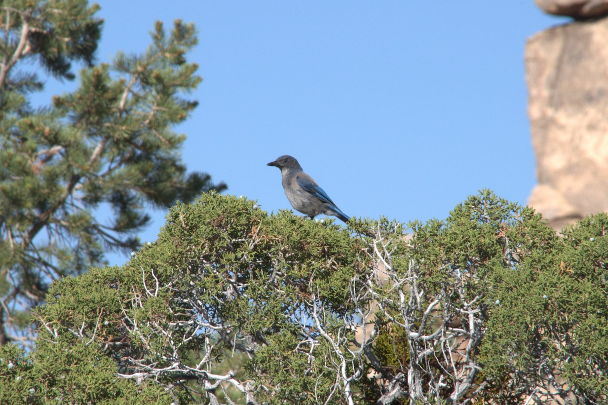 California Scrub-Jay - ML620628283