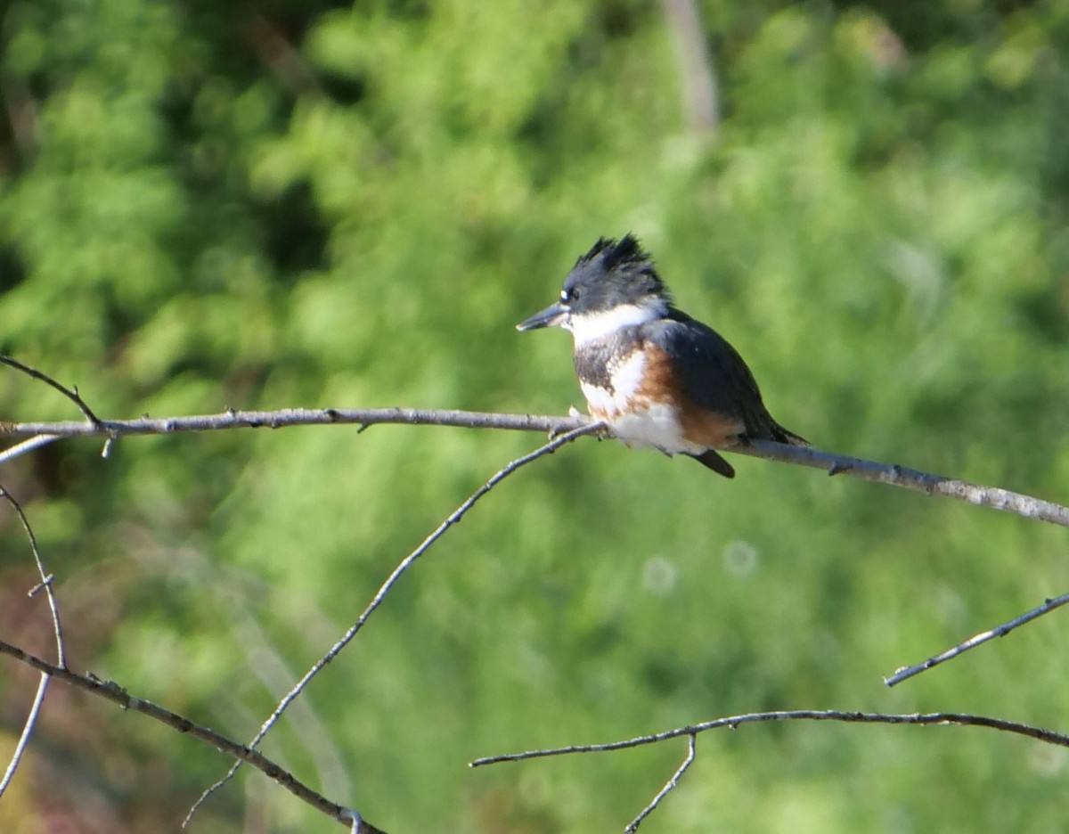 Belted Kingfisher - ML620628284