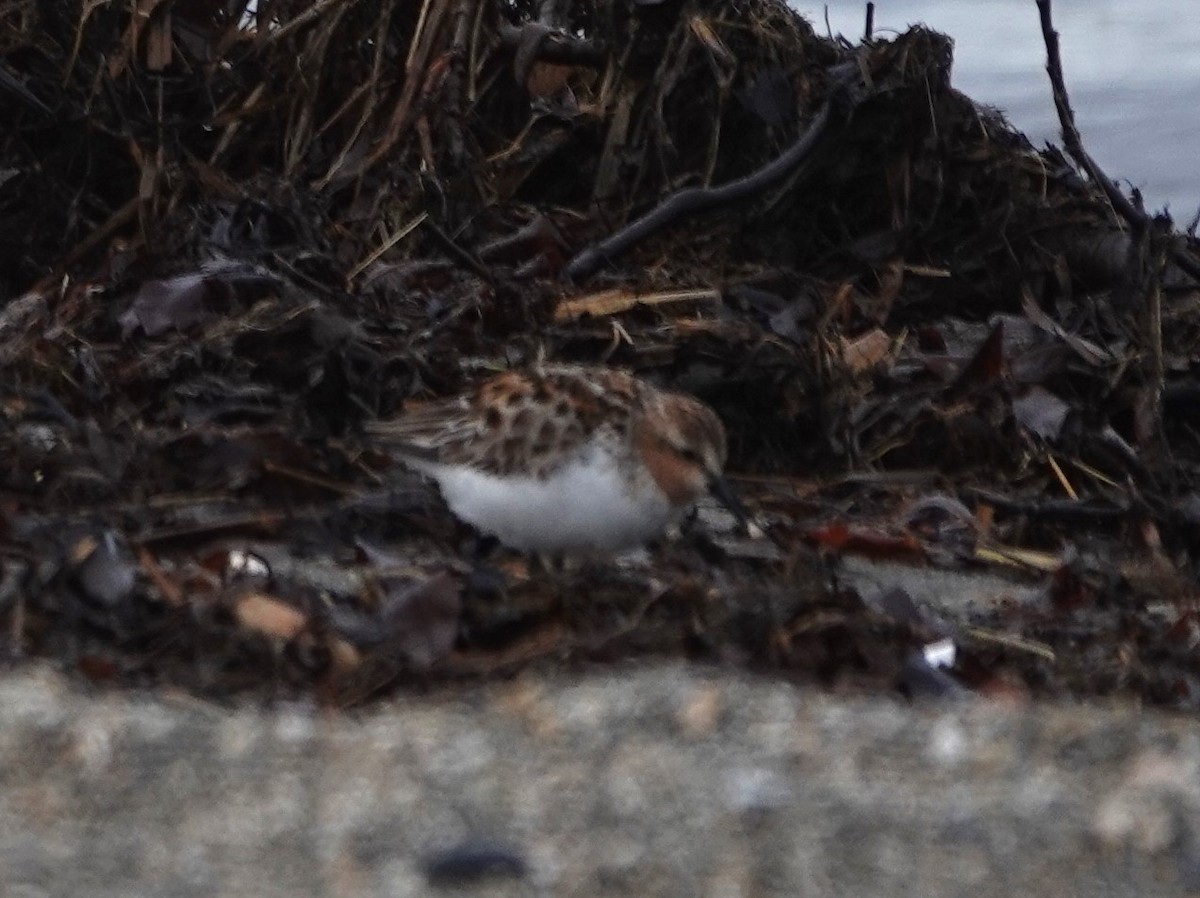 Red Knot - ML620628288