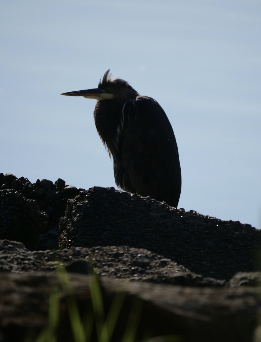 Great Blue Heron - ML620628294