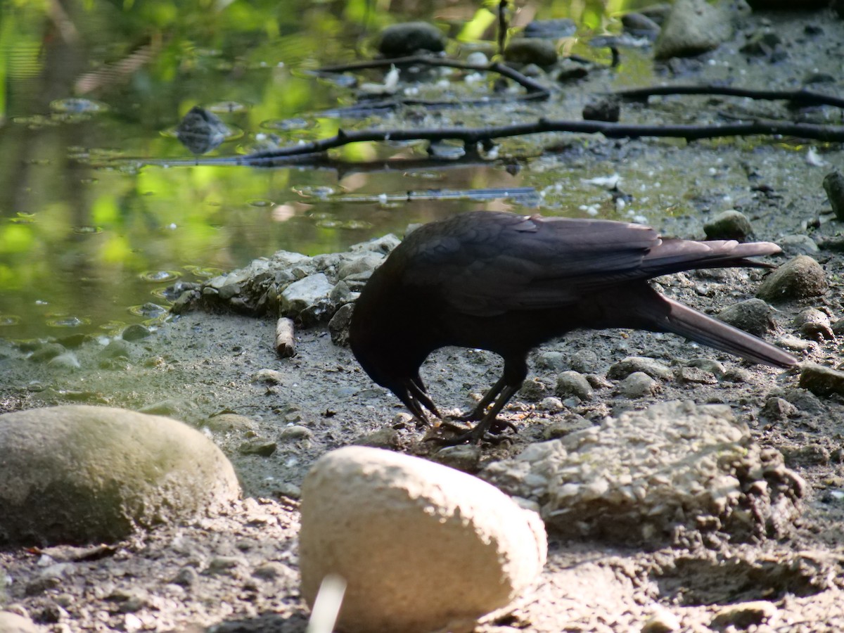 American Crow - ML620628296