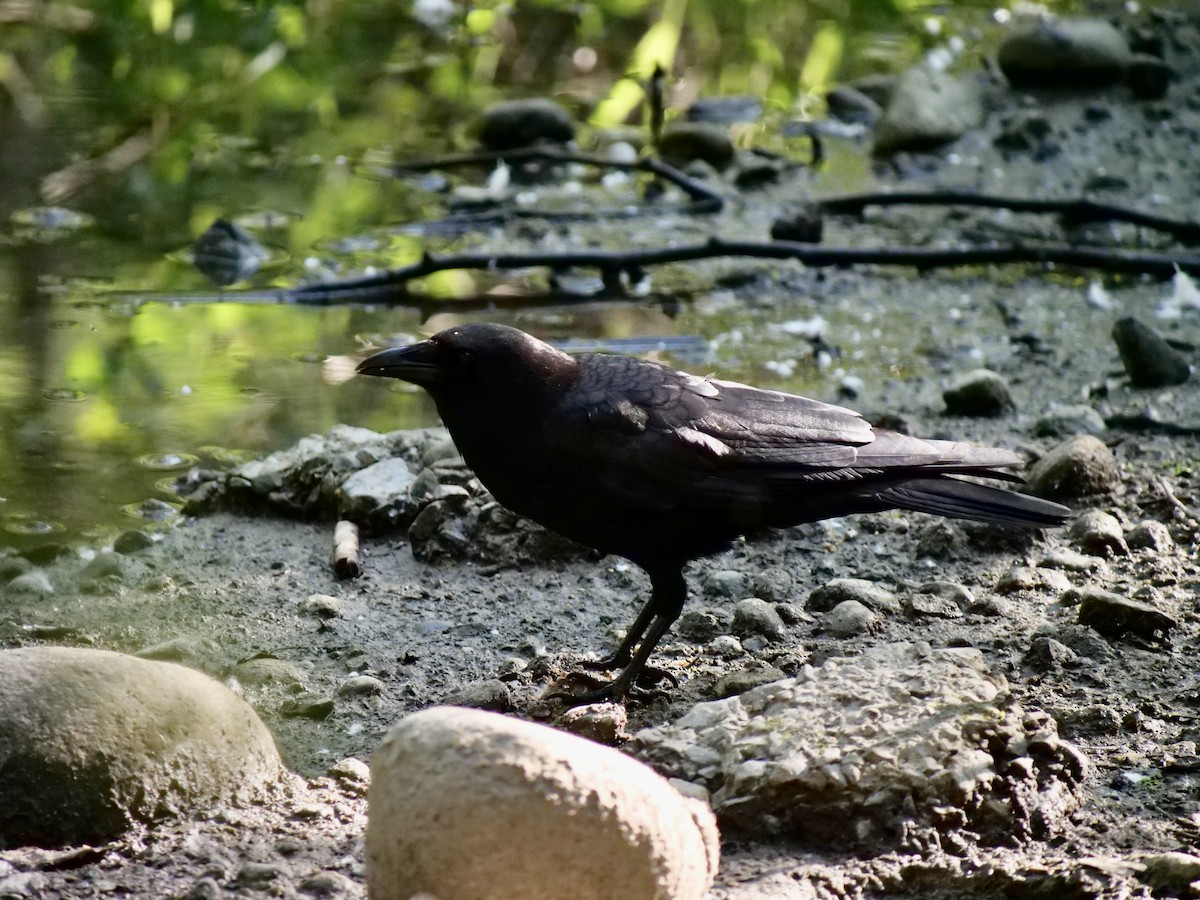 American Crow - ML620628298