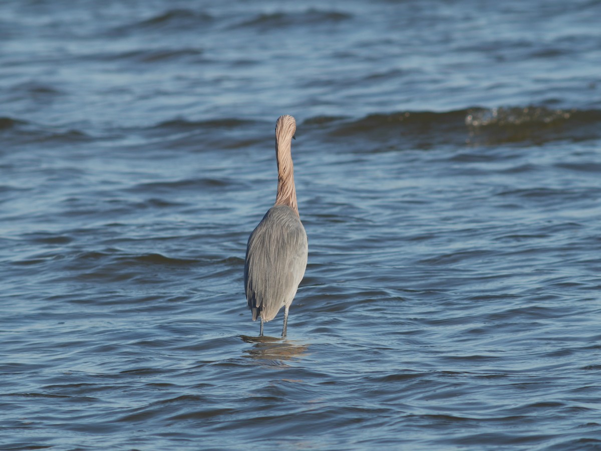 Reddish Egret - ML620628301