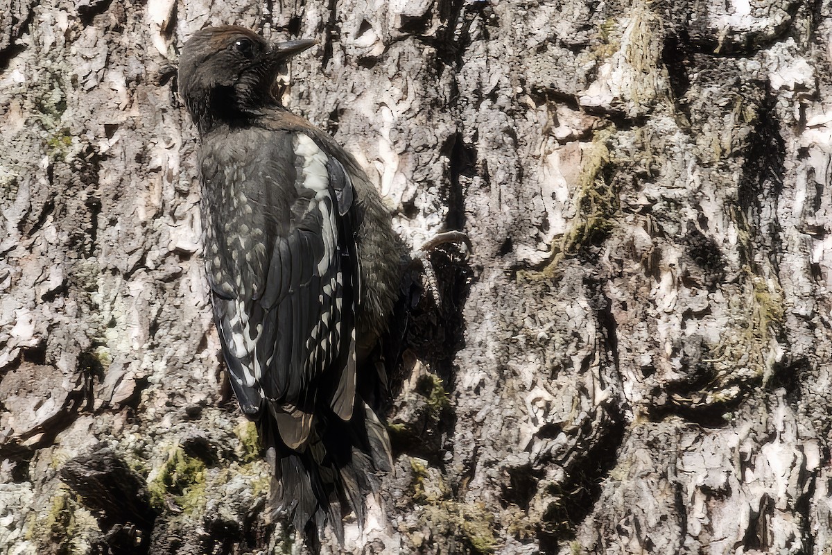 Red-breasted Sapsucker - ML620628302