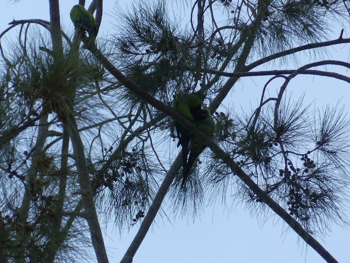 Nanday Parakeet - Rebecca Merrill