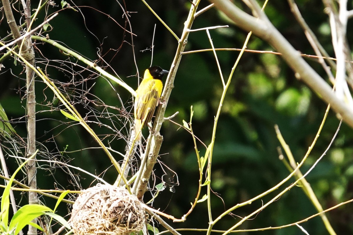 Black-headed Weaver - ML620628307