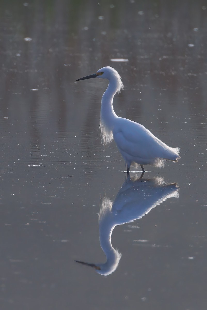 Snowy Egret - ML620628308